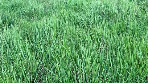 Green grass swaying in the wind. Stock Footage 106878203