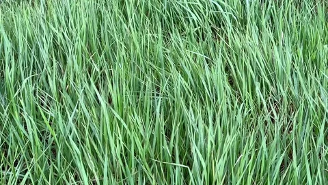 Green grass swaying in the wind. Stock Footage 106879293
