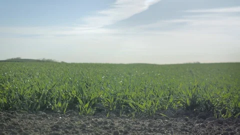 Green grass swaying in the wind Stock Footage 108406378