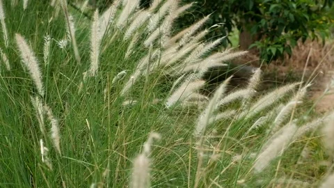 Green grass swaying in the wind Stock Footage 119731819