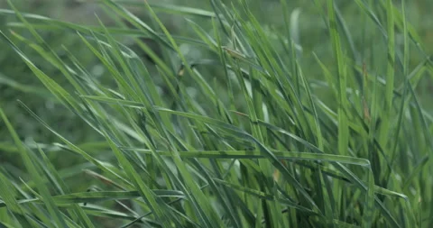 Green Grass Swaying in the Wind Stock Footage 129566406