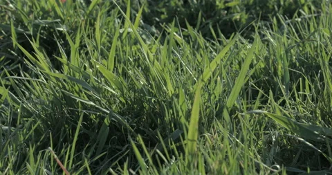 Green Grass Swaying in the Wind Stock Footage 129972261