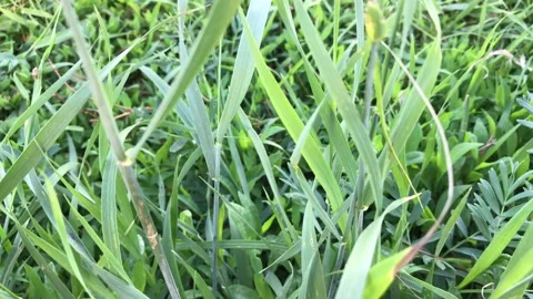 Green grass swaying in the wind Stock Footage 156009077