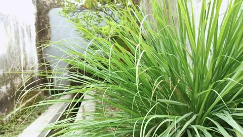 Green grass swaying in the wind Stock Footage 156076179