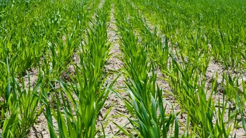 Green Grass Is Swaying From The Wind Stock Footage 198206458