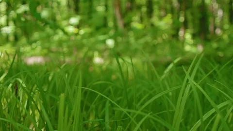 Green grass swaying in the wind in the forest. 動画素材 87047591
