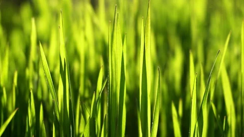 Green grass swaying in the wind in the rays of the setting sun. Closeup. Video stock 108007608