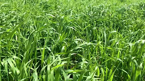 Green grass swaying in the wind in slow motion. Field of grass in perspective Stock Footage 231507133