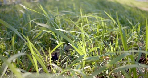 Green grass swaying in the wind. Spring and summer season. Stock Footage 120434212