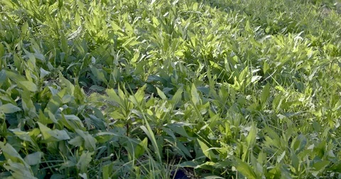 Green grass swaying in the wind. Spring and summer season. Stock Footage 120434751