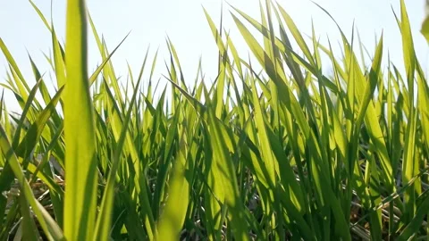 Green grass swaying from the wind in the sun Stock Footage 137032026