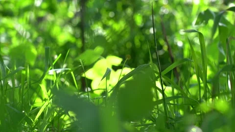 Green grass swaying in the wind Sun glare background Stock Footage 138641280