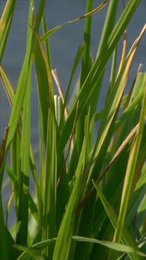 Green Grass Swaying Of Wind. Vertical Stock Footage 284841431
