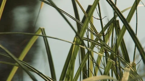 Green grass sways in the background of water 動画素材 116173483