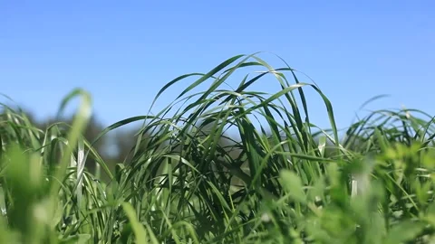 Green grass sways. blue sky . forest on the horizon. Summer close-up Stock Footage 109401763
