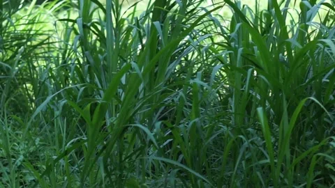 Green grass sways Video stock 296556196