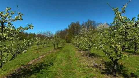 Green grass sways gently between orderly tree lines. Ovcar Kalbar Gorge, Serbia Stock Footage 333842907