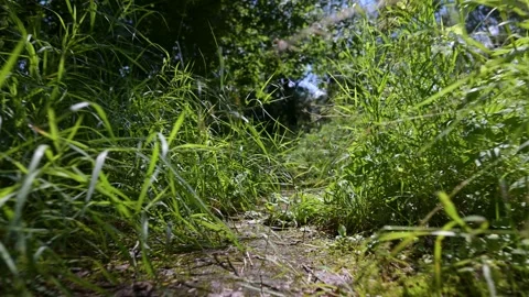 Green grass sways gently in a sunlit forest path. Faint sunlight filters th.. Stock Footage 340039995