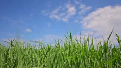 Green grass sways gently under blue sky in peaceful slow motion field scene. Vídeo Stock 316236829