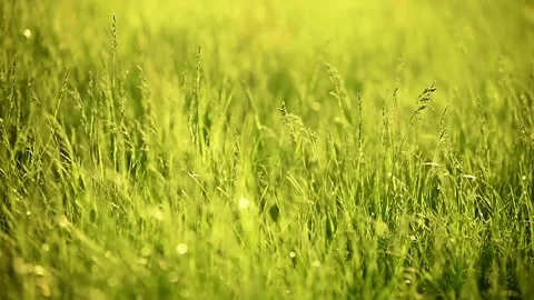 Green grass sways under the rays of the sun. Stock Footage 198198602