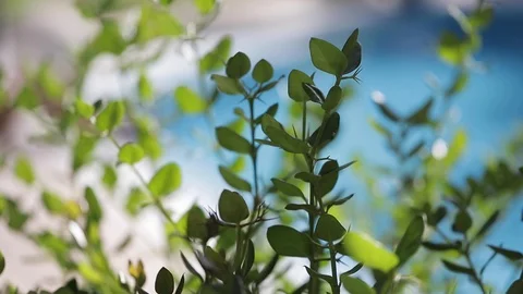 Green grass sways in the wind against the backdrop of a blue swimming pool. Video stock 107886492