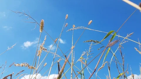 Green grass sways in wind against blue sky. Stock Footage 116440708