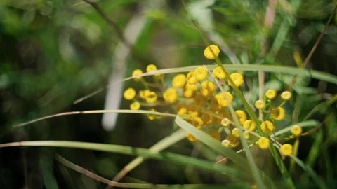 Green grass sways in the wind in clear sunny weather Stock Footage 140358874