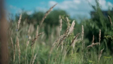 Green grass sways in the wind in clear sunny weather Stock Footage 140362213