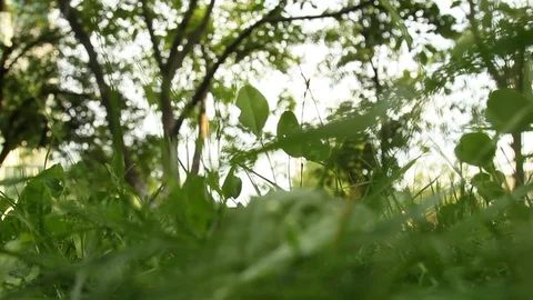 Green grass sways in the wind close-up on the background of blurry trees in Stock Footage 108895478