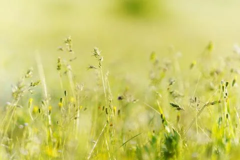 Green grass sways in the wind during a sunny day in a field close to a fore.. Stock-Fotos