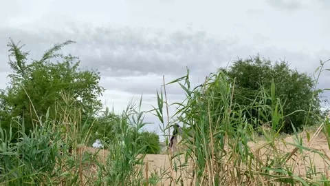 Green grass sways in the wind in the evening on a sandy beach Stock Footage 136351673