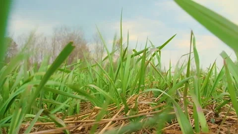 Green grass sways in the wind in the field Stock Footage 192489301