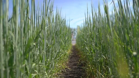 Green grass sways in the wind Stock Footage 117578616