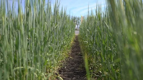 Green grass sways in the wind Stock Footage 117578630
