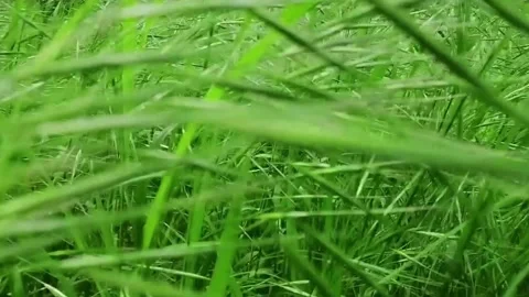 Green grass sways in the wind Stock Footage 130658643
