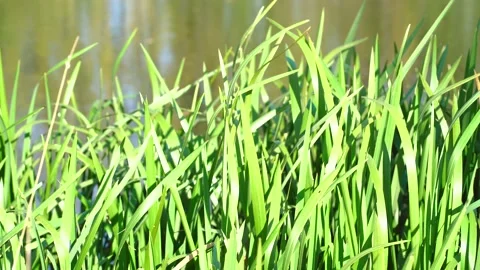 Green grass sways in the wind Stock Footage 141307500