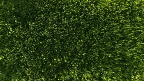 The green grass sways in the wind Video stock 145776932