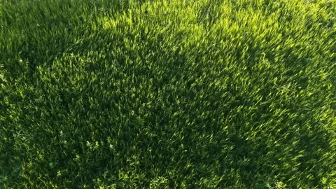 The green grass sways in the wind Stock Footage 146122091