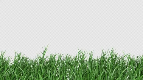 Green grass sways in the wind Stock Footage 313427875