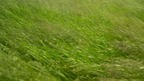 Green grass sways in the wind. Green field of grass. Stock Footage 197060677