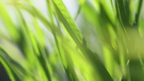 The green grass sways in the wind. Spring and summer background Stock Footage 130458881