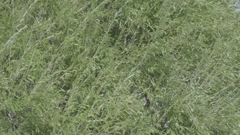 Green grass sways in the wind in summer. Stock Footage 130669304