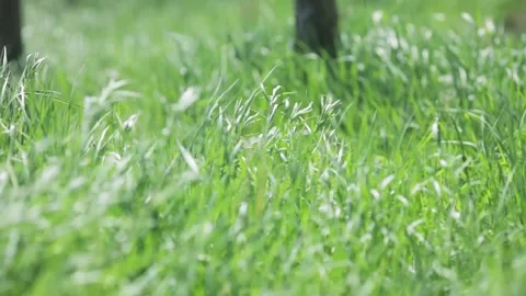 Green grass swinging in the wind Stock Footage 144184457