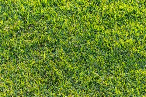 Green grass texture 1 Stock Photos
