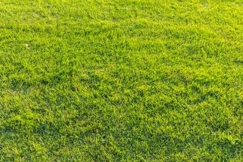 Green grass texture 2 Stock Photos