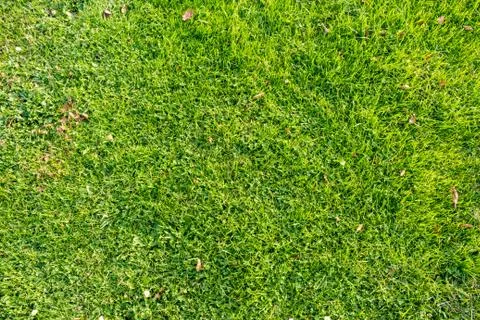 Green grass texture 3 Stock Photos