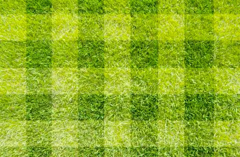 Green grass texture and background Stock Illustration