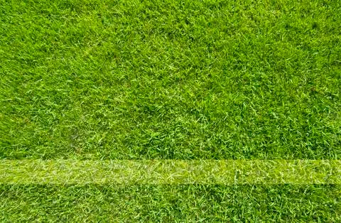 Green grass texture and background Stock Illustration