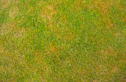 Green grass texture and background Stock Illustration