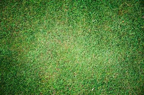 Green grass texture and background Stock Illustration